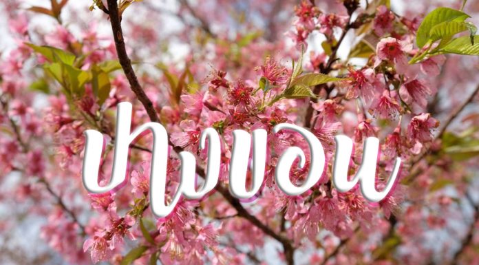 ดอยปางขอน… เจียงฮายเจ้า